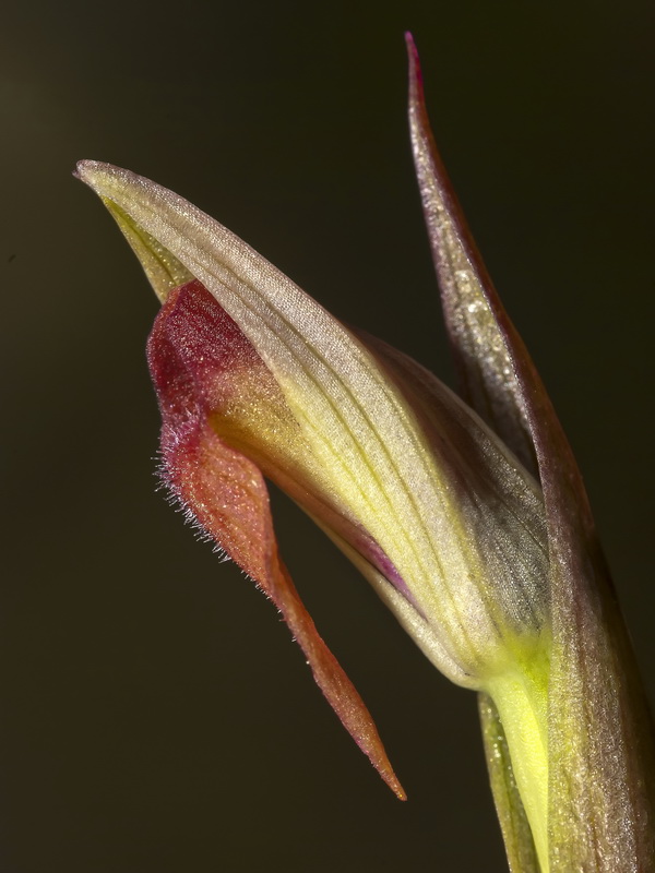 Serapias parviflora.38