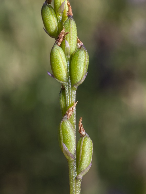 Serapias parviflora.41