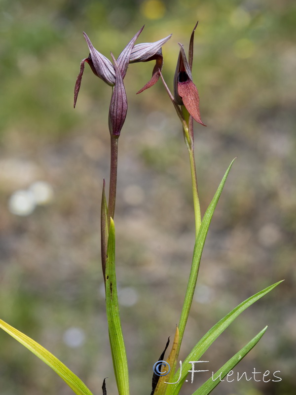 Serapias strictiflora.01