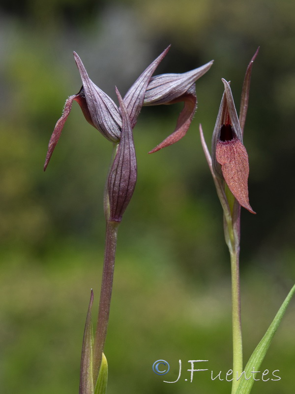 Serapias strictiflora.02