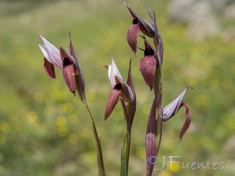 Serapias strictiflora.03