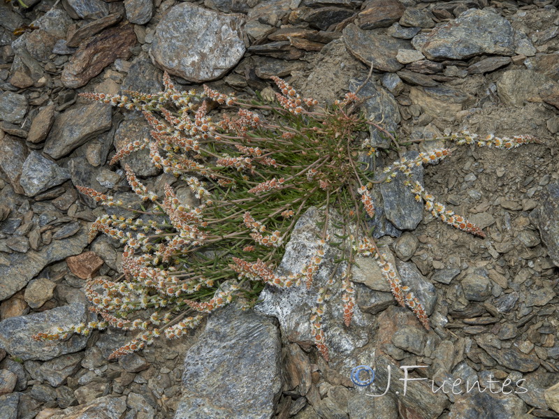 Sesamoides purpurascens prostrata.01