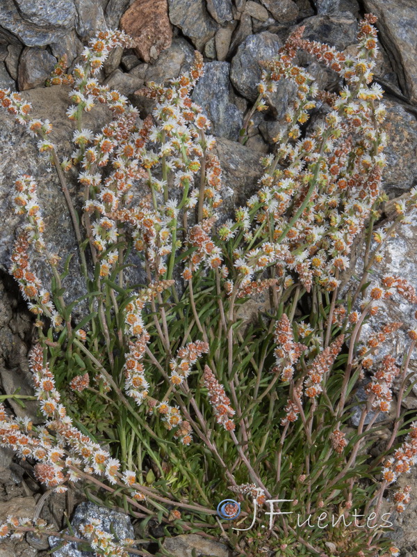 Sesamoides purpurascens prostrata.04