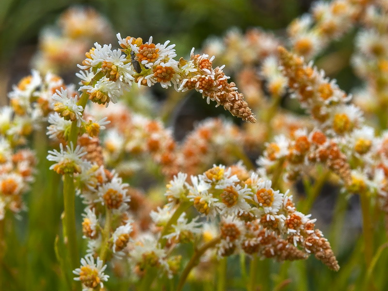 Sesamoides purpurascens prostrata.13