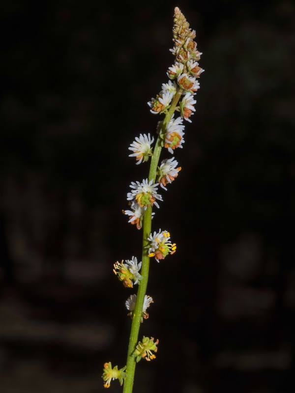 Sesamoides purpurascens prostrata.17