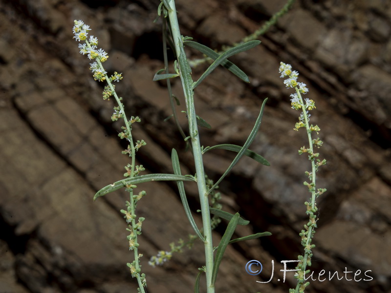 Sesamoides purpurascens prostrata.20