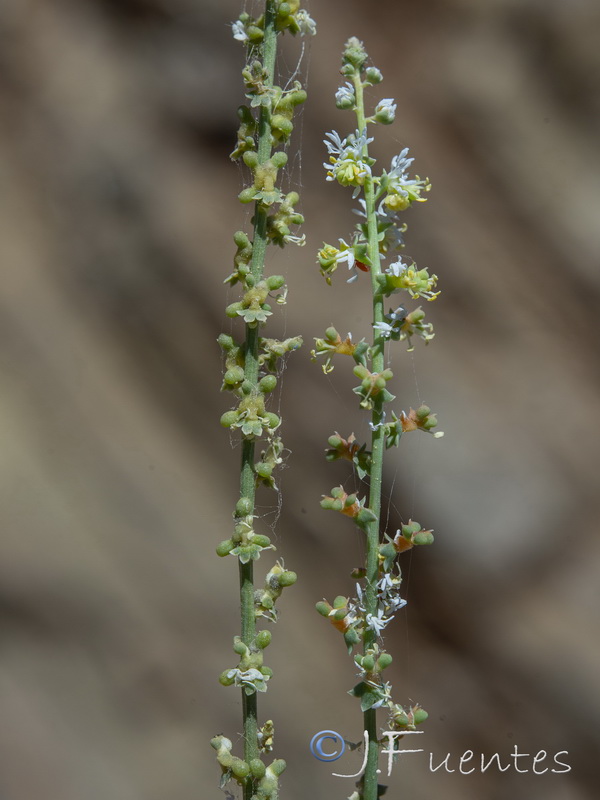 Sesamoides purpurascens prostrata.22