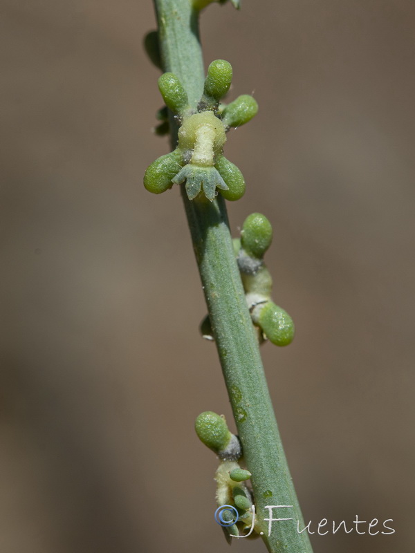 Sesamoides purpurascens prostrata.24