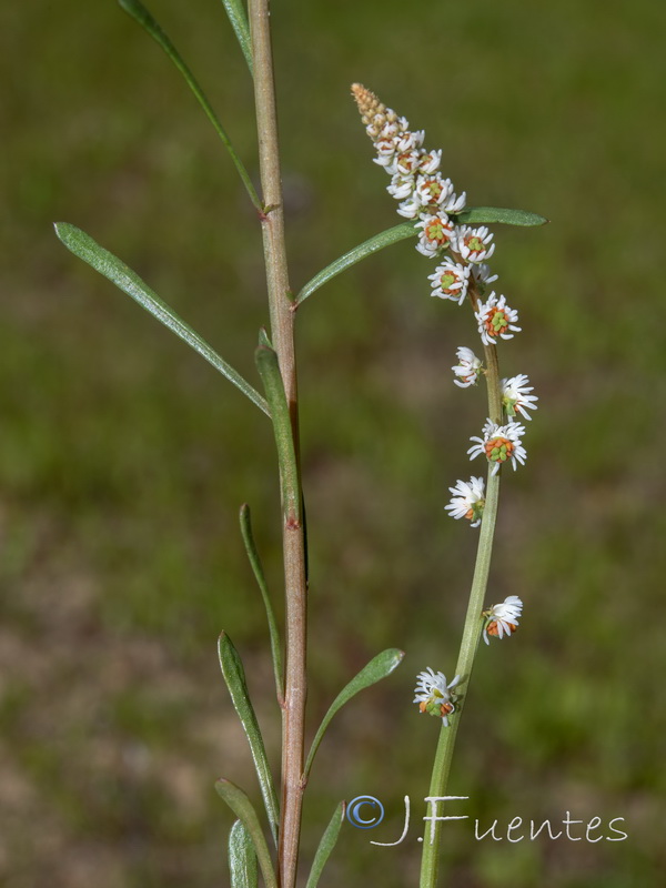 Sesamoides purpurascens purpurascens.04