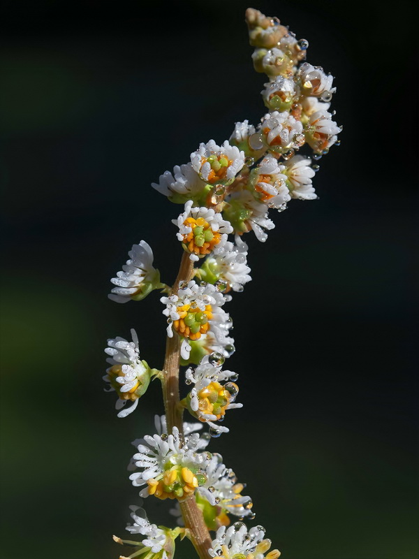Sesamoides purpurascens purpurascens.13