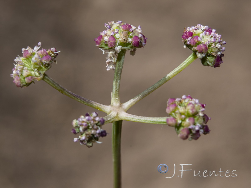 Seseli montanum montanum.05