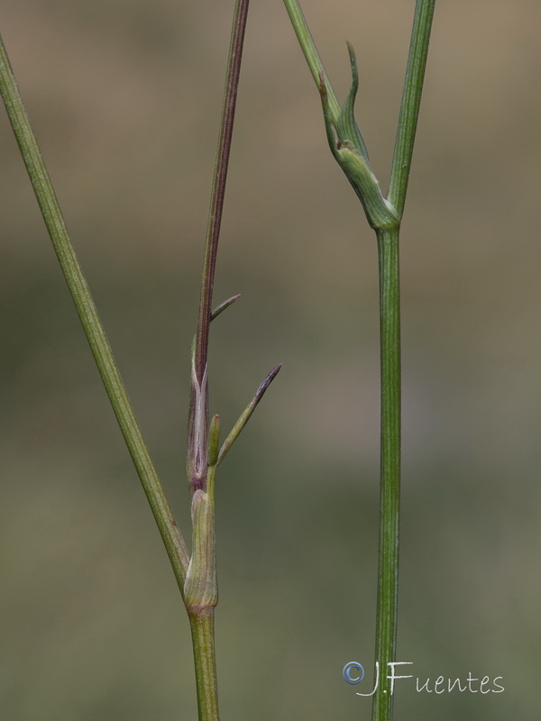 Seseli montanum montanum.20