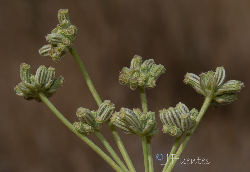 Seseli montanum montanum.25