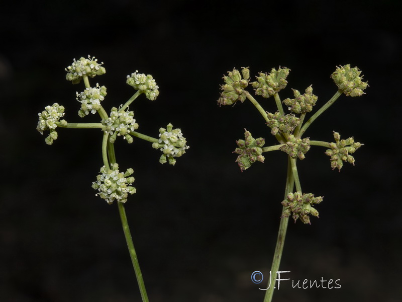 Seseli montanum montanum.30