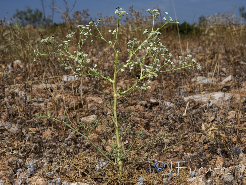 Seseli tortuosum.03