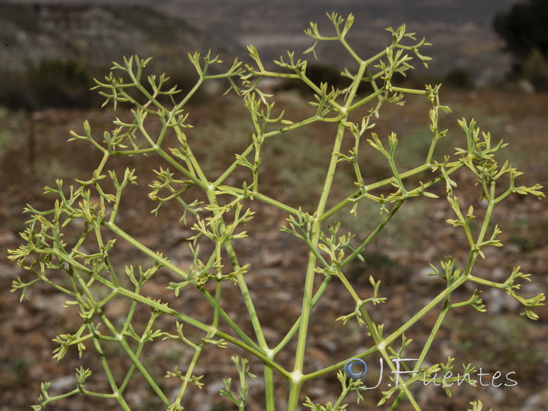 Seseli tortuosum.08