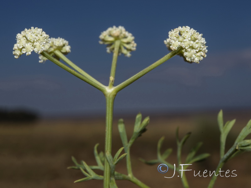 Seseli tortuosum.13