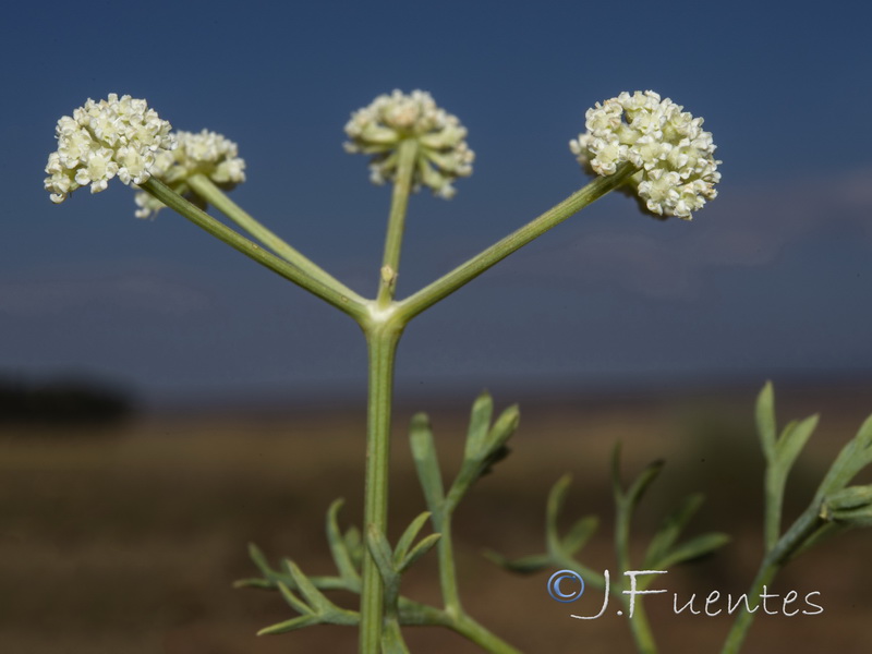 Seseli tortuosum.13