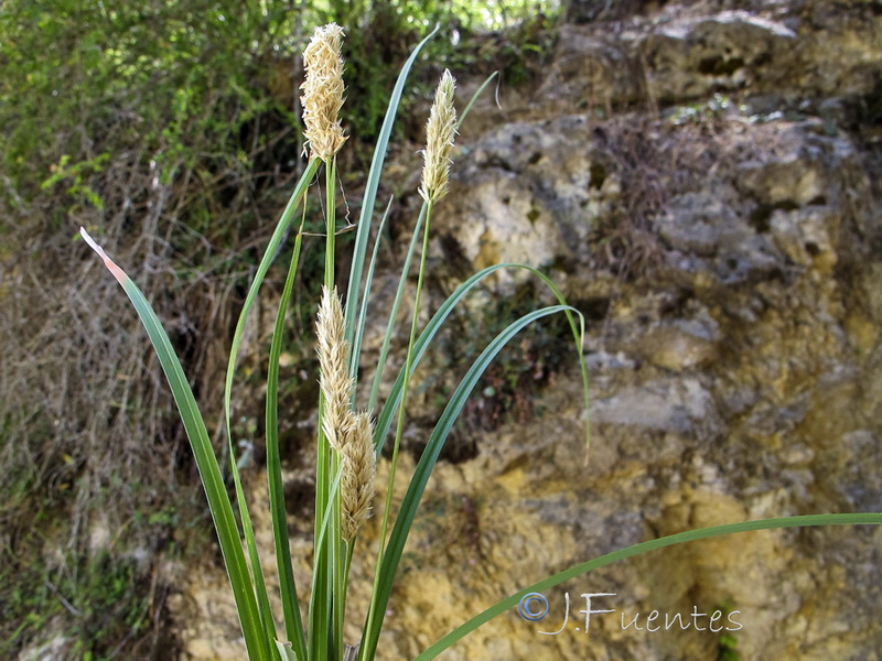 Sesleria argentea.01