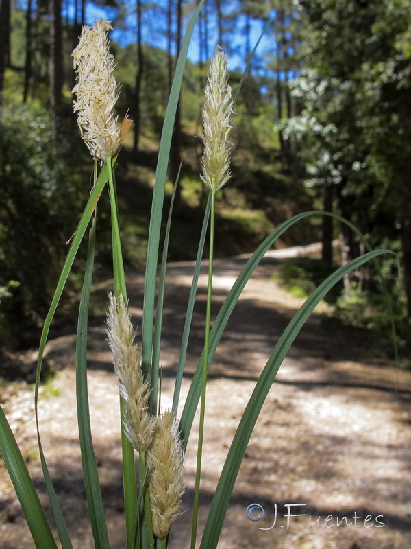 Sesleria argentea.02