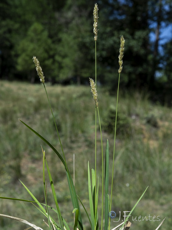 Sesleria argentea.01
