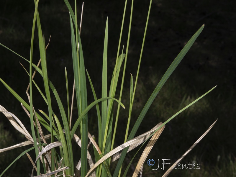 Sesleria argentea.05