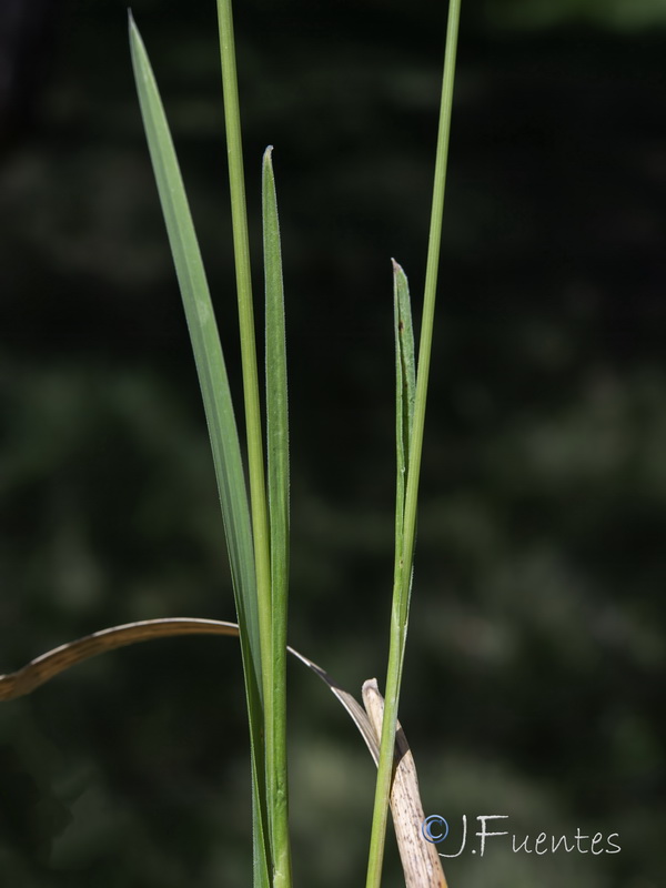 Sesleria argentea.06
