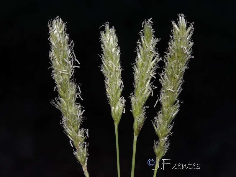 Sesleria argentea.07