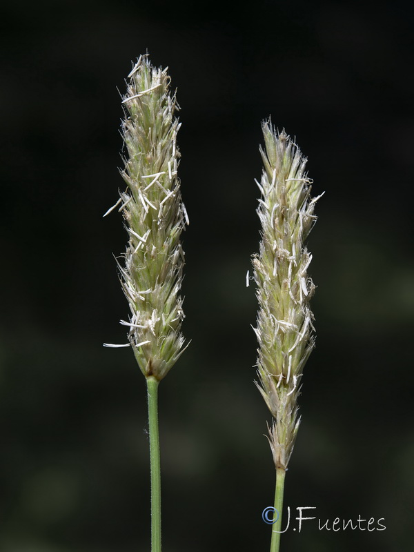 Sesleria argentea.08