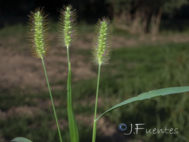 Setaria pumila.01