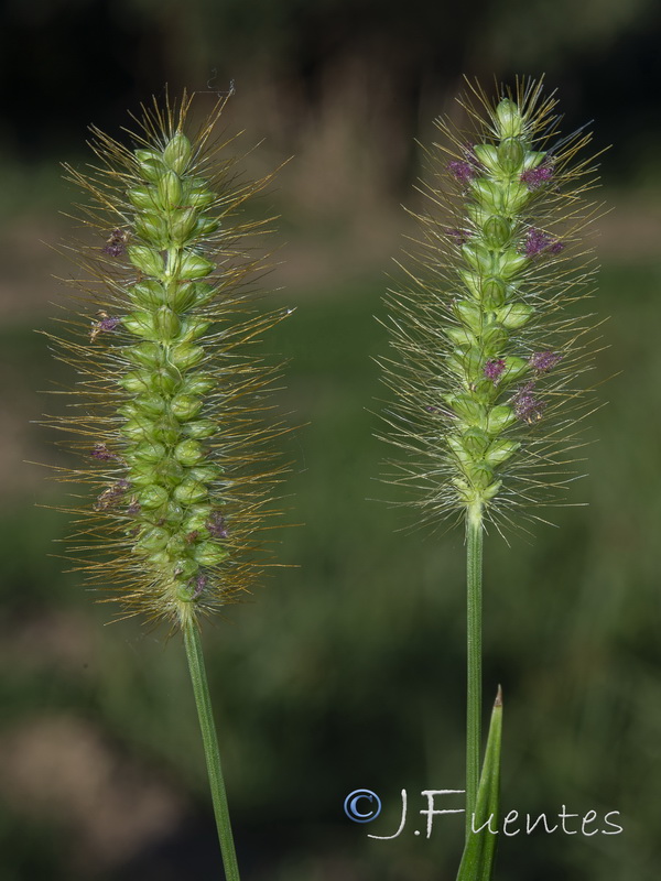 Setaria pumila.02