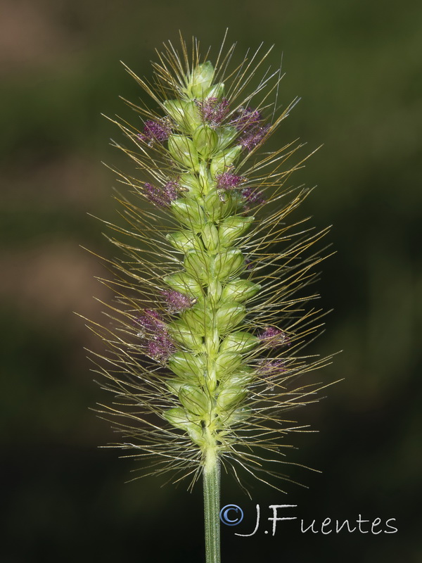 Setaria pumila.03