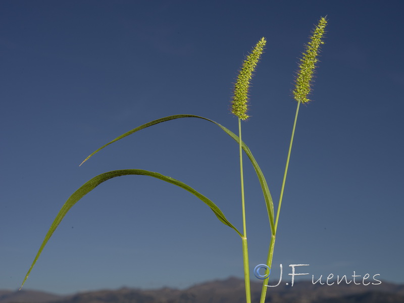 Setaria verticillata verticillata.01