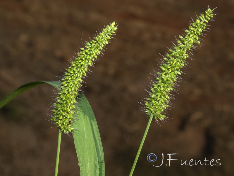 Setaria verticillata verticillata.03