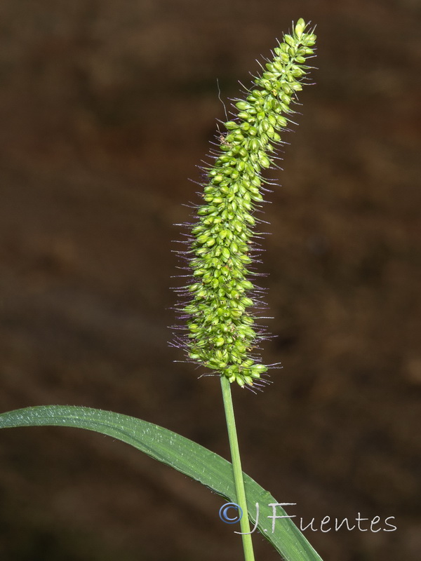 Setaria verticillata verticillata.04