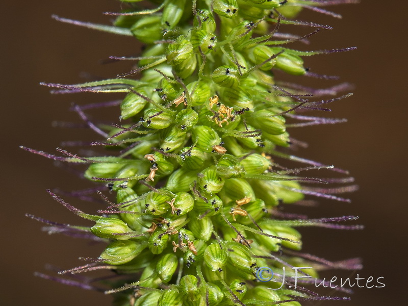 Setaria verticillata verticillata.06