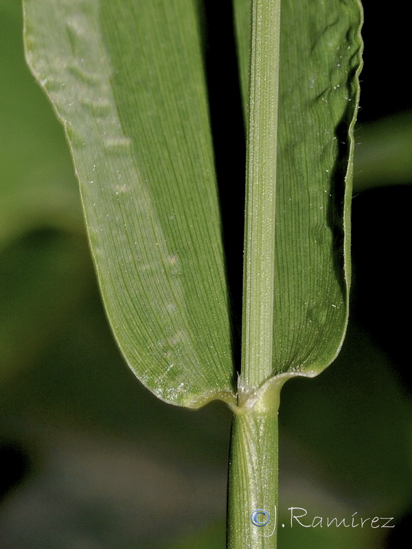 Setaria verticillata verticillata.07
