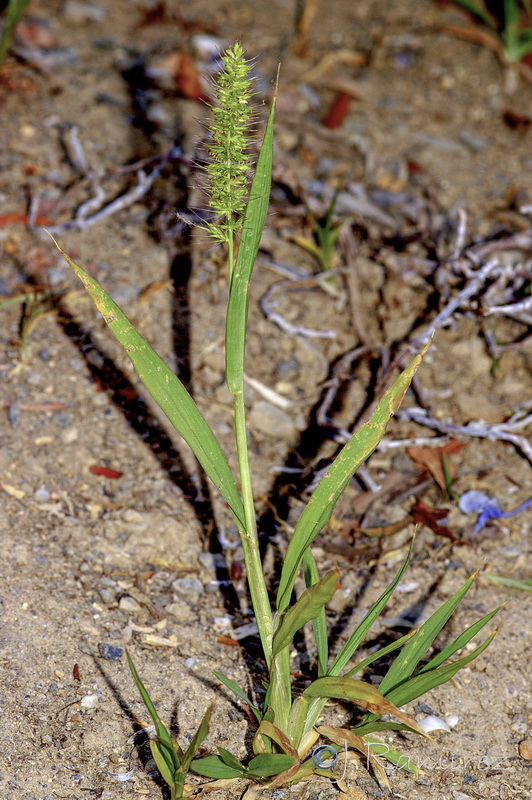 Setaria verticillata verticillata.09