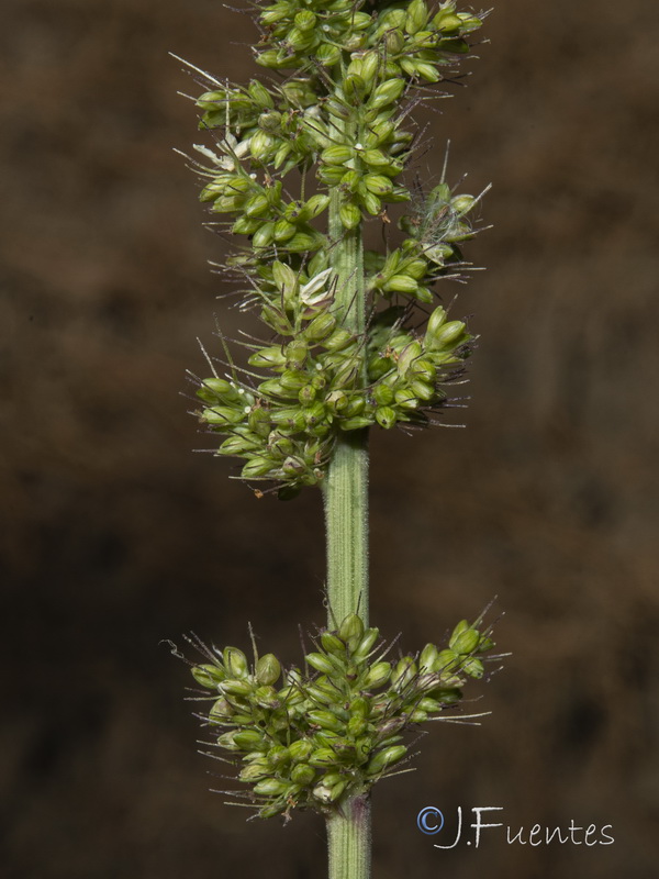 Setaria verticillata verticillata.09