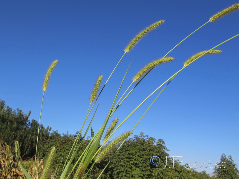 Setaria viridis.01