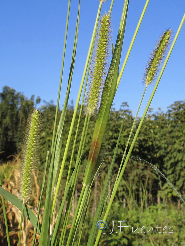 Setaria viridis.02