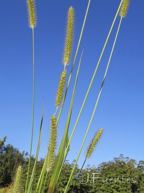 Setaria viridis.03