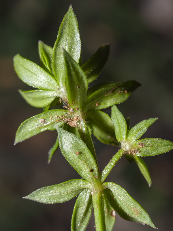 Sherardia arvensis.04