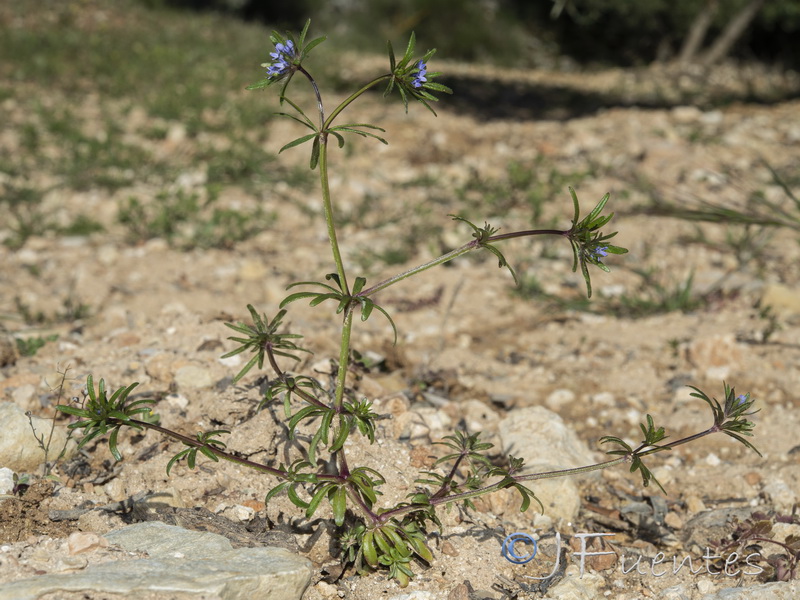 Sherardia arvensis.12