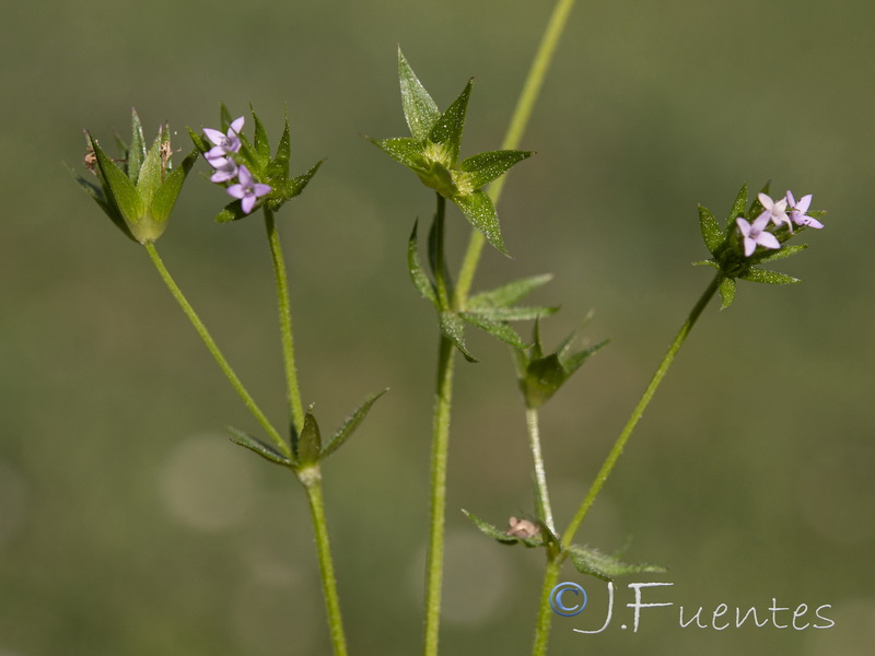 Sherardia arvensis.13