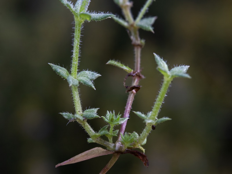 Sherardia arvensis.16