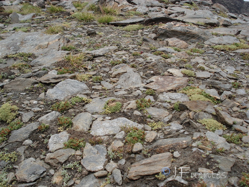 Sibbaldia procumbens.01