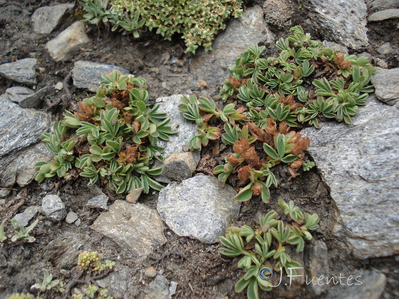 Sibbaldia procumbens.02