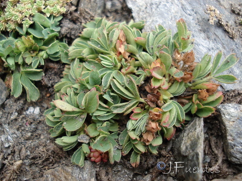 Sibbaldia procumbens.03