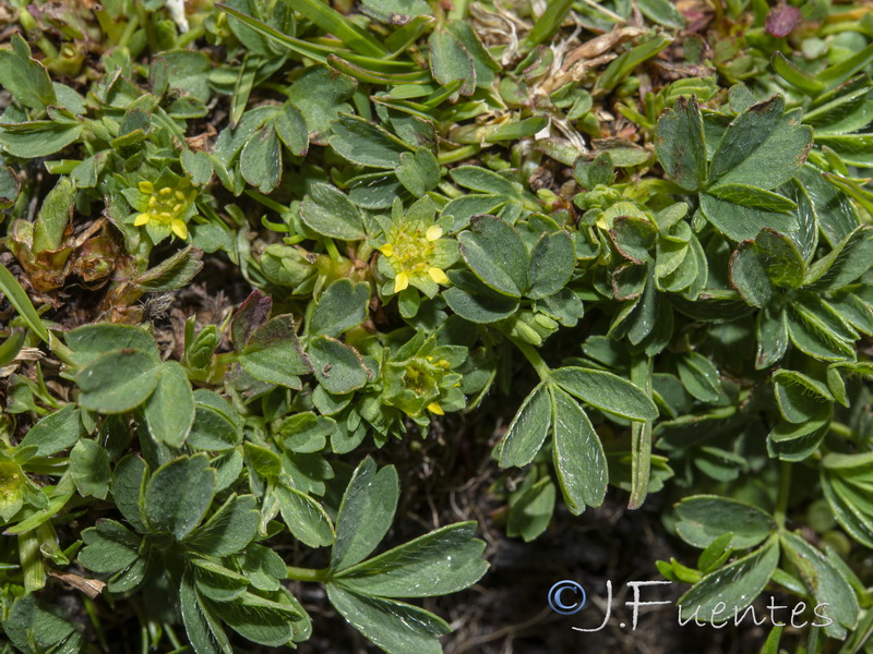 Sibbaldia procumbens.07